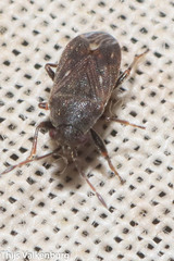 Stygnocoris