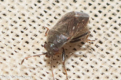 Stygnocoris