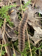 Pseudopolydesmus canadensis