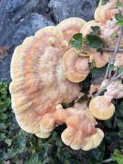 Laetiporus gilbertsonii