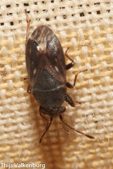 Stygnocoris