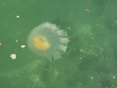 Phacellophora camtschatica