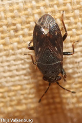 Stygnocoris