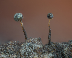 Protophysarum phloiogenum