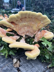 Laetiporus gilbertsonii