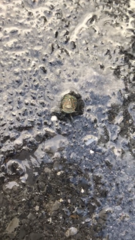 Itzalana submaculata