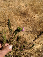 Epilobium densiflorum