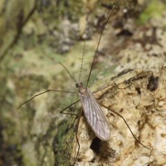 Amphineurus insulsus