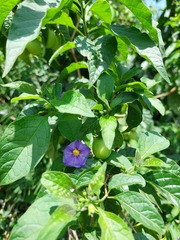 Lycianthes
