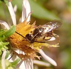 Lasioglossum zephyrus