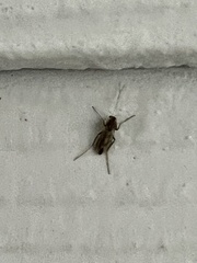 Xylotrechus sagittatus