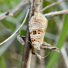Diastema