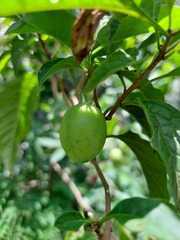 Lycianthes