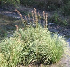 Cladium mariscus