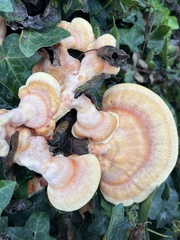 Laetiporus gilbertsonii