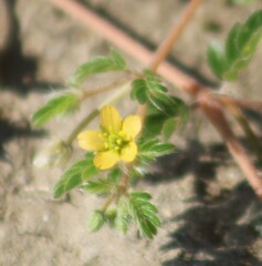Kallstroemia parviflora