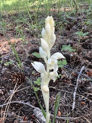 Cephalanthera austiniae