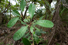 Planchonella obovata