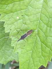 Zelus cervicalis