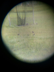 Acridotheres javanicus