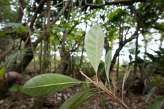 Planchonella obovata