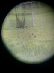 Acridotheres javanicus