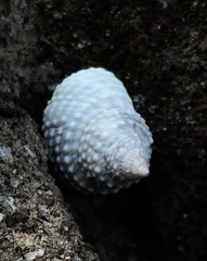 Cenchritis muricatus