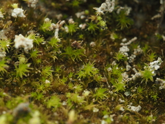 Ephemerum spinulosum