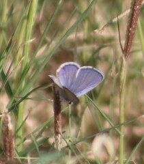 Hemiargus ceraunus
