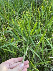 Stenotaphrum secundatum