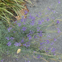 Linaria purpurea