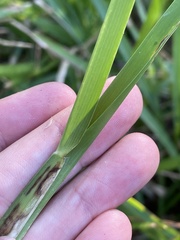 Stenotaphrum secundatum