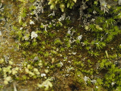 Ephemerum spinulosum