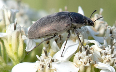 Bothrotes canaliculatus