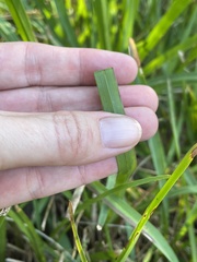 Stenotaphrum secundatum