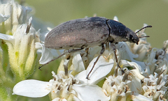 Bothrotes canaliculatus