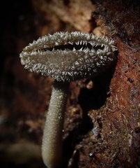 Helvella macropus