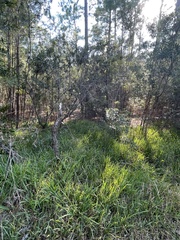 Stenotaphrum secundatum