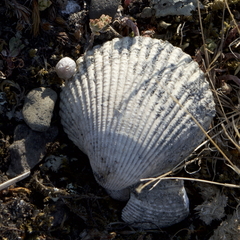 Clinocardium nuttallii