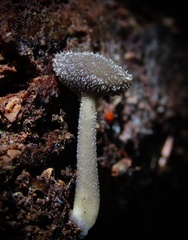 Helvella macropus