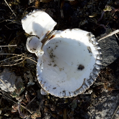 Clinocardium nuttallii