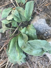 Cynoglossum officinale