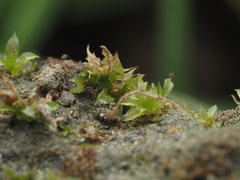 Physcomitrium patens