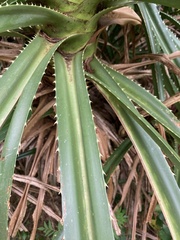 Pandanus odorifer