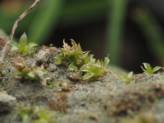 Physcomitrium patens