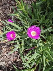 Carpobrotus rossii