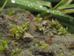 Physcomitrium patens