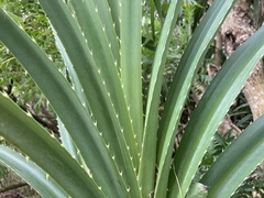 Pandanus odorifer