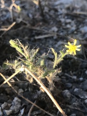 Senecio viscosus
