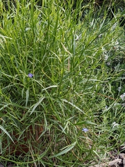 Wahlenbergia stricta